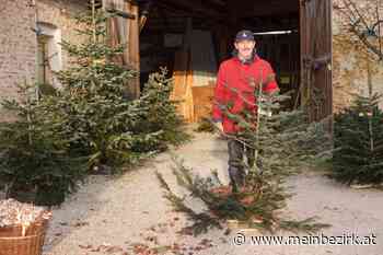 Ramplach: Wer gibt diesem Christbaum eine Chance - meinbezirk.at