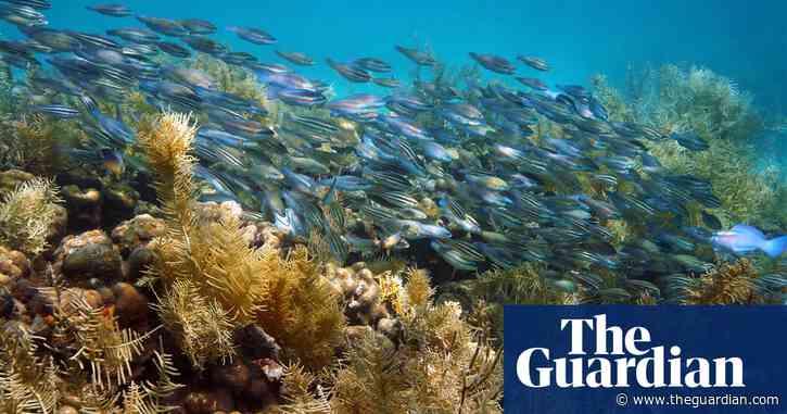 US plans to protect thousands of miles of coral reefs in Pacific and Caribbean