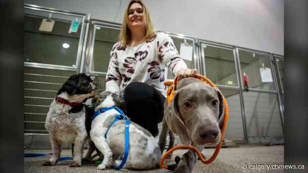 'My only wish:' Children asking pet charity to help their furry friends at Christmas