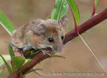 The best laid plans to reintroduce harvest mice in Ealing