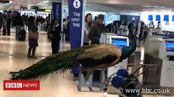 No more peacocks on planes after US ruling