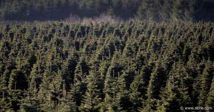 Beware of pests in that fresh Christmas tree