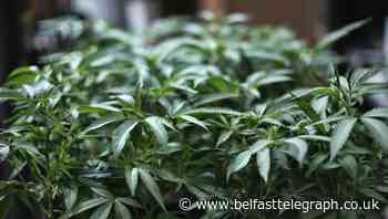 House votes to decriminalise marijuana in US at federal level