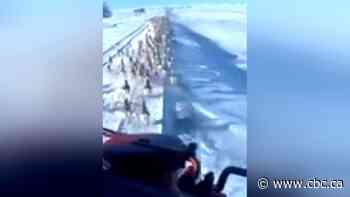 CP Rail investigating after video shows train running over pronghorn antelope herd