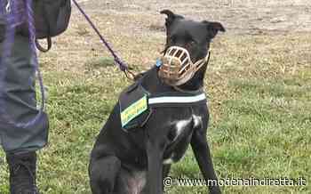 Modena, un cane a “caccia” di bocconi avvelenati per salvare gli animali. VIDEO - modenaindiretta.it