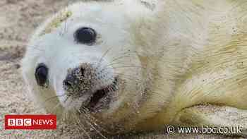 Farne Island seal pup census carried out by drone