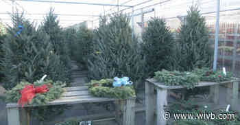 Christmas tree sales increase around Western New York