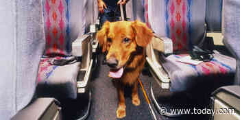 Here’s why you may see fewer emotional-support animals on flights