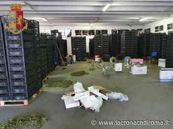 Sequestrata 13 kg di marijuana: veniva nascosta tra l’erba light - La Cronaca di Roma