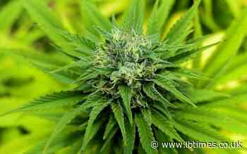 US House backs decriminalizing cannabis in historic vote