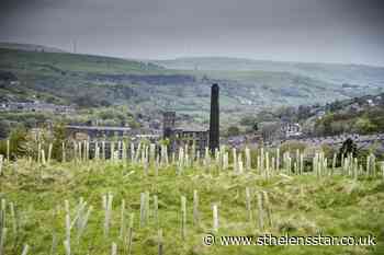 Government announces extra £3.9 million for tree planting projects - St Helens Star