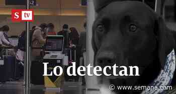 Ya hay perros que detectan el coronavirus en aeropuertos - Semana