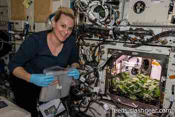 ISS astronauts harvest the first space radish crop