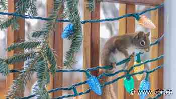 Red squirrels going nuts for Ottawa couple's Christmas lights, but reason remains a mystery