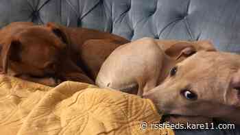 Minneapolis woman missing dog after car theft