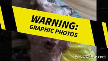Man Tackles Bear to Save Dog, Pit Bull's Injuries Are Gruesome
