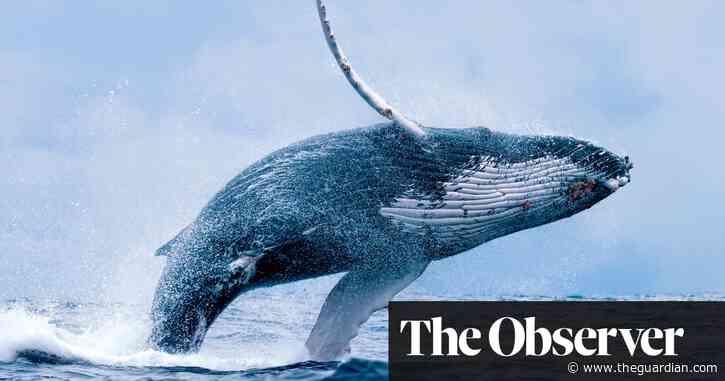 The songs that saved the whales