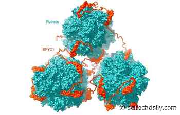Scientists Solve the Mystery Behind an Enigmatic Organelle, the Pyrenoid