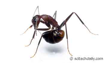 Ants Swallow Their Own Acid to Kill Harmful Bacteria in Their Food