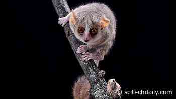 The World’s Smallest Primate Reveals the Incredible Preservation of Our Visual System Through Millions of Years of Evolution