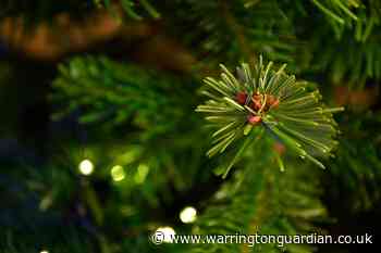How to get your Christmas tree collected in Warrington - and help a great cause