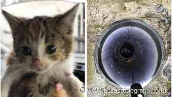 ‘Miracle’ rescue for kitten found stuck down six-foot pipe