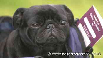 Pet owners will face new restrictions on EU travel, warns minister