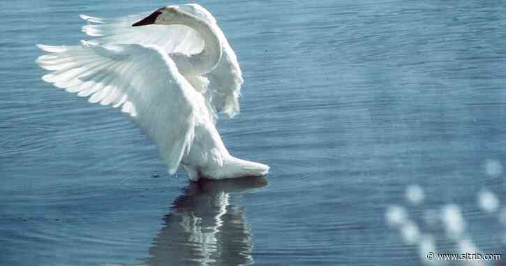 Letter: Swan hunters just seek power