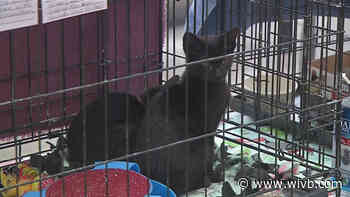 Ten Lives Club holds 'Meowy Christmas' fundraiser