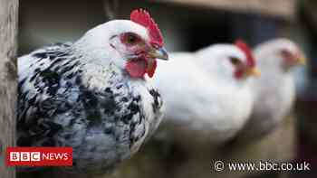 Bird flu: All captive birds in Britain to be kept indoors amid outbreak