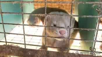 COVID-19 outbreak declared at mink farm in B.C.'s Fraser Valley