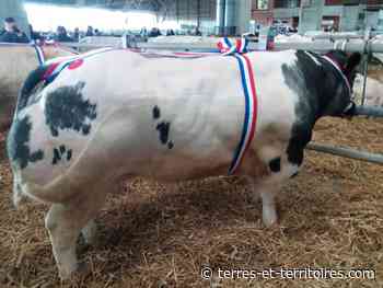 Le concours d'animaux de boucherie d'Arras est maintenu - Terres et Territoires