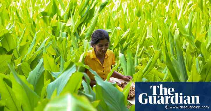 Spice of life: how turmeric became the 'new gold' for Sri Lanka villagers