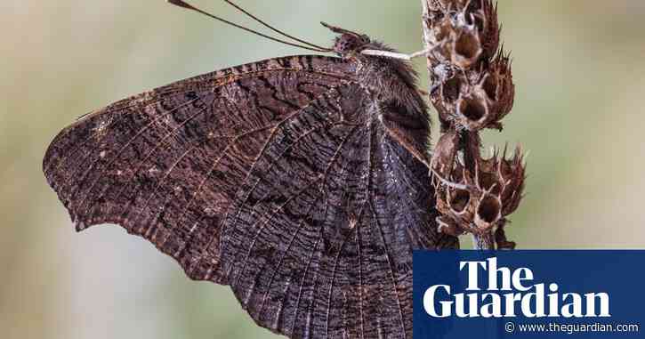 Country diary: trolling for butterflies under a bridge