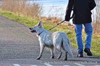 PDSA column: Walking your pets in the dark and road safety