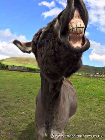 Could you sponsor a donkey for a loved one this Christmas?