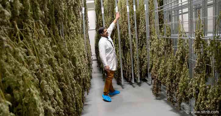 Just four growers account for nearly all the medical marijuana harvested so far in Utah