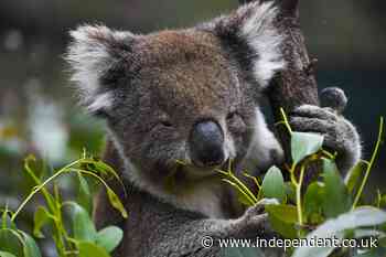 Australia to use drones to count every Koala in the country as threat of extinction looms