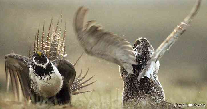 Some Utah experts support sage grouse protection rollbacks