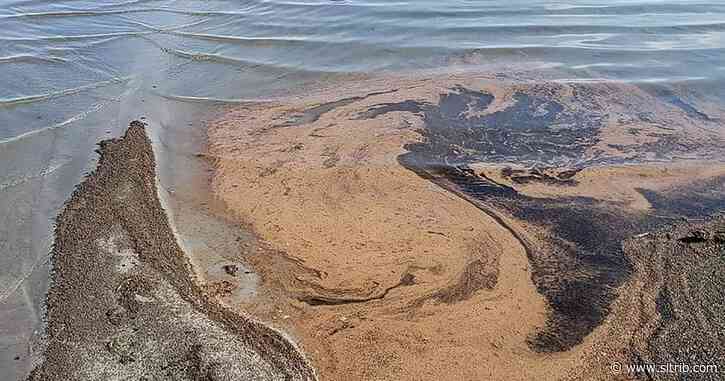 Masses of shrimp eggs leave visible slick on the Great Salt Lake