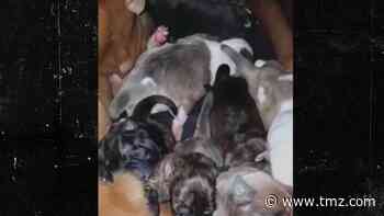 Jenelle Evans Taking Care of Litter of Puppies, Says Cops Have Been Called