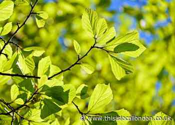 Plan to make Enfield ‘greenest borough in London’