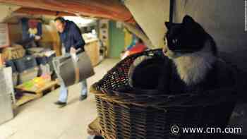 Man's will left money to 50 cats that live in Russia's Hermitage Museum