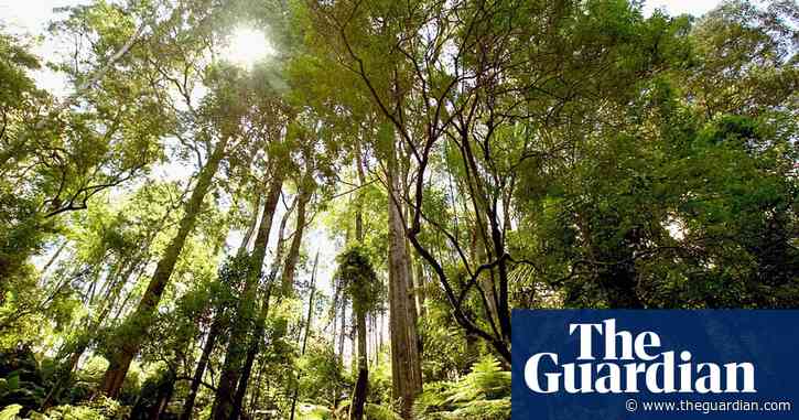 VicForests allowed to resume logging despite risk of ‘irreversible damage’ in fire-hit Gippsland