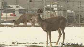 ‘Respect them and don’t get too close’: How to react to common southern Alberta wildlife