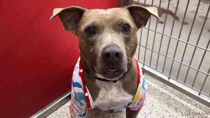 PACC holds “Name Your Own Price” sale for the holidays