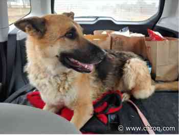 Pasadena woman reunited with dog after its 445-mile journey to Oklahoma