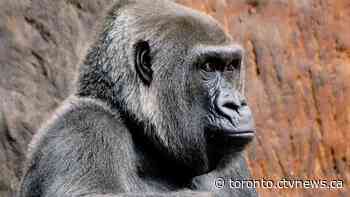 Matriarch gorilla at Toronto Zoo dies at age 49