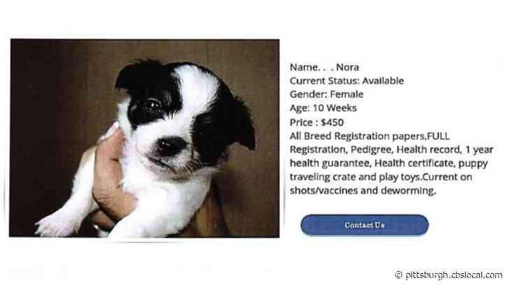 Man Arrested In Connection With Online Puppy Scam Exploiting Pittsburgh-Area Residents