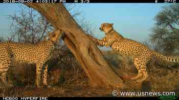 Avoiding Cheetah Hangouts Helps Ranchers Protect Herds
